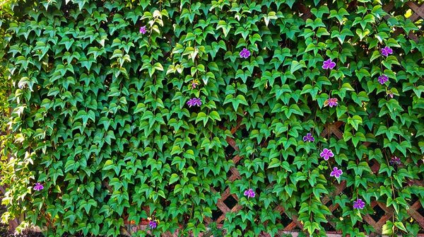 10 façons innovantes d'utiliser le lierre grimpant dans votre jardin