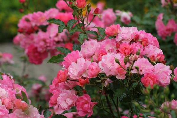 Transformez votre grenier en un espace de vie fonctionnel : Le guide complet et incontournable