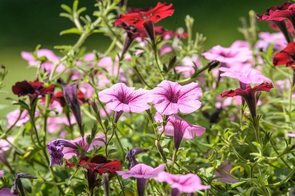 Découvrez la taille idéale pour votre piscine creusée : Guide pour un espace aquatique parfait !