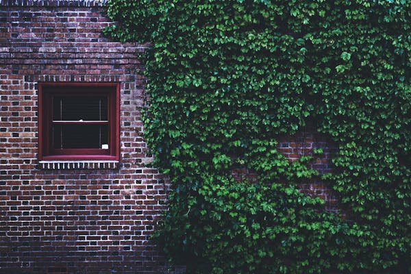 Lierre grimpant : des idées créatives pour votre jardin